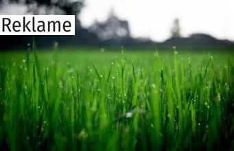 Guide: 5 maskiner til at lette havearbejdet